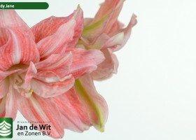 hippeastrum Lady Jane (3)